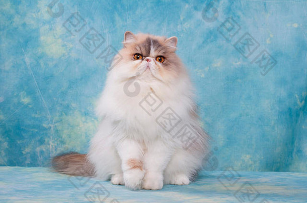 波斯猫肖像