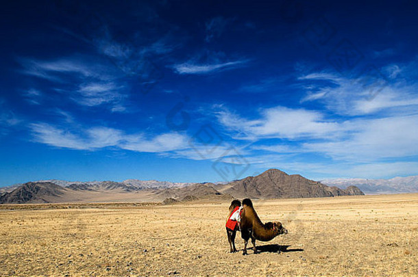 装饰双驼峰骆驼开放草原蒙古