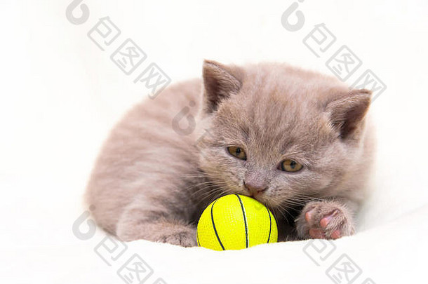 可爱的淡紫色英国小猫卷嗅探黄色的球