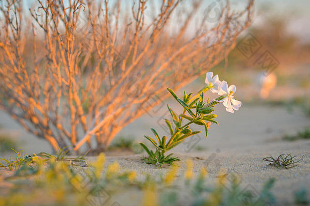 野生花麦瓶草属卡塔尔沙漠冬天日落