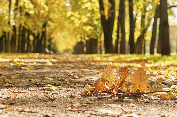 橡木分支秋天小镇小巷金秋天树下降叶子