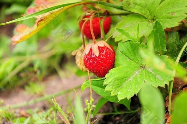 成熟的红色的草莓挂布什地面园艺