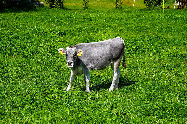 年轻的提洛尔灰色小牛牛鼻子剪辑防止乳臭未干的小子