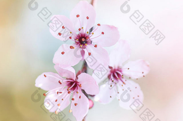 特写镜头高调的图像精致的软粉红色的开花李属塞拉西费拉黑质黑色的樱桃李子开花