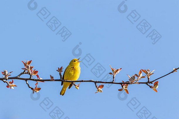 黄色的莺一点瘀斑唱歌初露头角的树分支渥太华