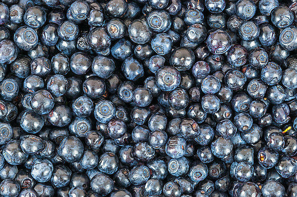 背景使新鲜的成熟的甜蜜的蓝莓