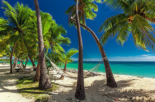 空吊床阴影棕榈树充满活力<strong>的</strong>热带斐济岛屿