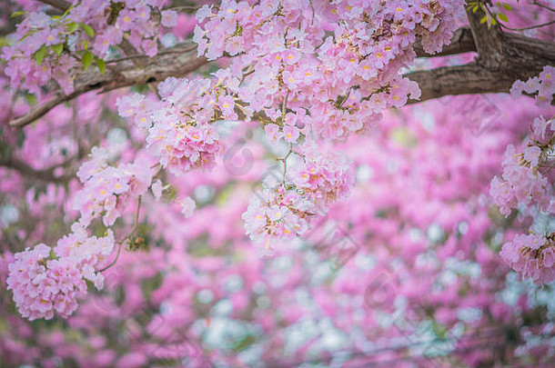 粉红色的塔贝布亚罗塞亚花盛开的春天
