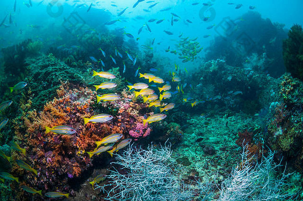 珊瑚礁风景大眼鲷鲷鱼[卢特亚努斯卢特亚努斯]西巴布亚印尼