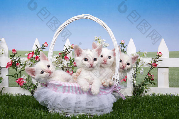 毛茸茸的白色小猫坐着白色篮子镶褶边的花边绿色草后院草坪上白色哨栅栏背景粉红色的玫瑰