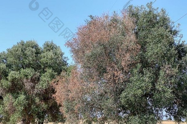 橄榄树影响细菌木杆菌烦人普利亚大区