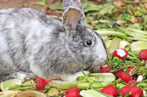 灰色的白色兔子吃各种绿色