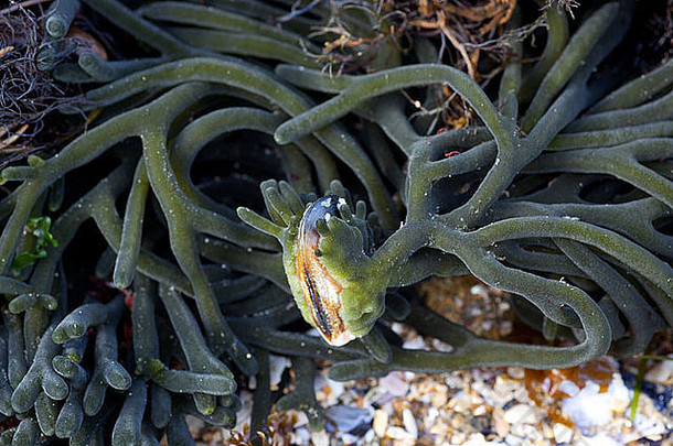 绿色珊瑚石头海滩霍巴特塔斯马尼亚澳大利亚
