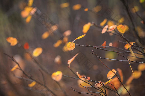 红色的橙色秋天叶子背景季节美丽的秋天叶子