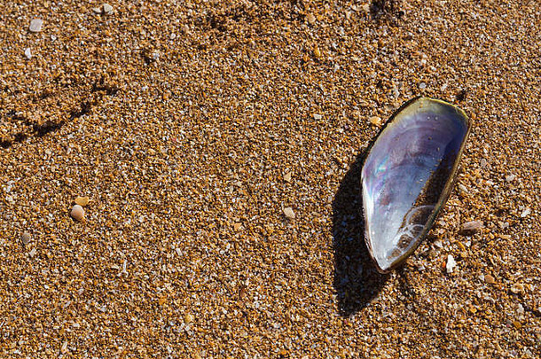 珍珠部分壳牌黑色的贻贝水金桑迪海滩大西洋海洋海岸beddouza海滩摩洛哥