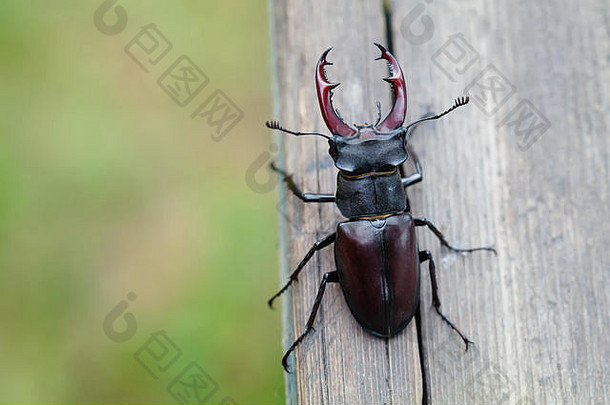 阉割过的雄鹿甲虫卢卡努斯Cervus木背景红色的列表罕见的昆虫宏视图浅深度场