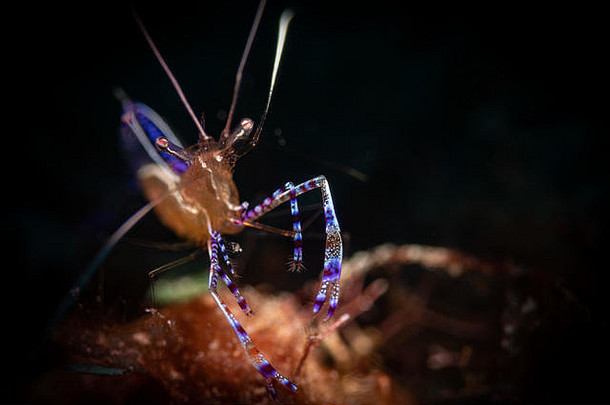 佩德森更清洁的虾periclimenespedersoni巴里礁潜水网站博内尔荷兰安的列斯群岛