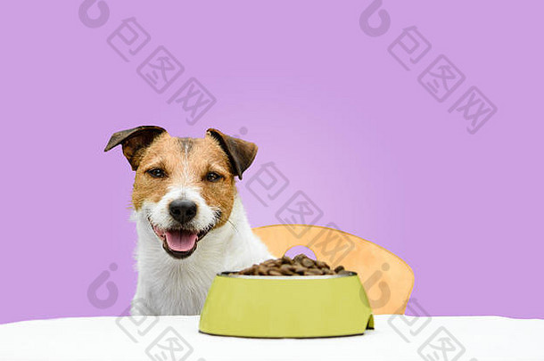 快乐快乐的狗吃干宠物食物碗固体颜色紫色的背景