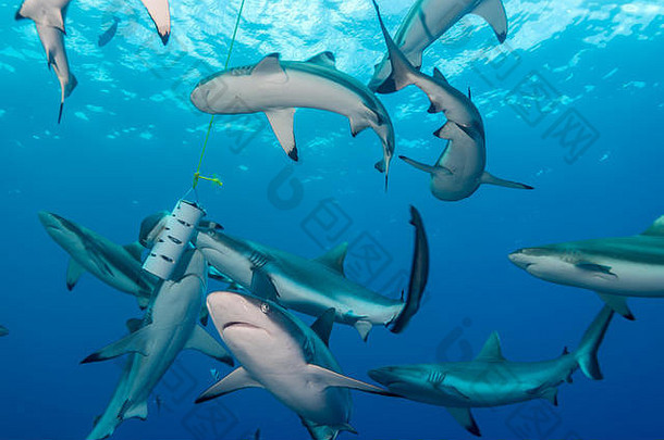 鲨鱼吸引了气味食物边缘下降鲨鱼潜水做吧密克罗尼西亚