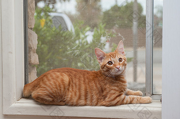 橙色条纹虎斑小猫说谎窗口窗台上