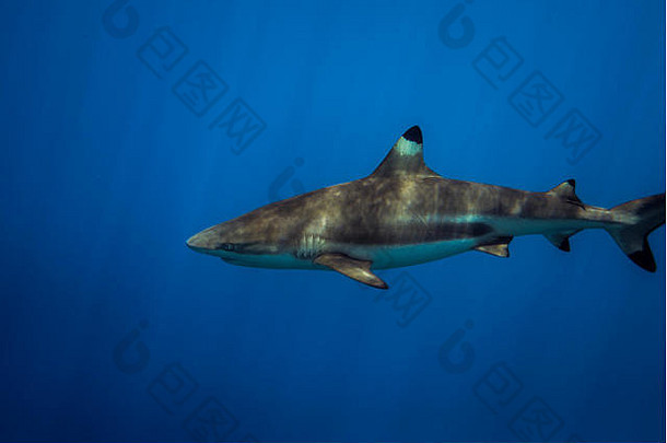 黑鳍礁鲨鱼阳光鲨鱼潜水眩晕做吧岛密克罗尼西亚