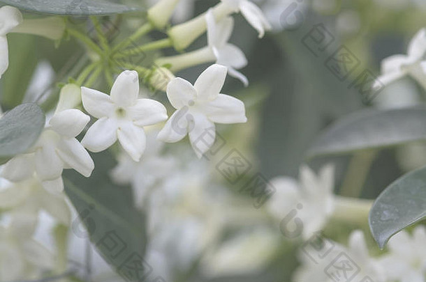 千金子藤多花植物jasminoides的名字马达加斯加茉莉花waxflower夏威夷婚礼花新娘花环物种开花植物