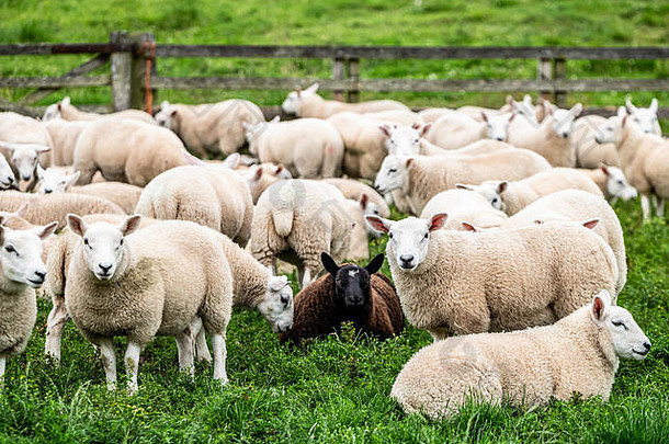 霍南凯尔索苏格兰边界7月有机饲养南国家切维奥特羊羔西班牙断奶母羊chatto农场
