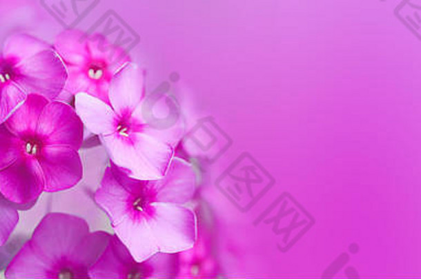 夹竹桃粉红色的紫罗兰色的花宏视图浅深度场复制空间