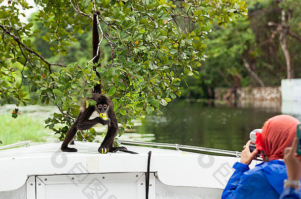 蜘蛛猴子持有树弓旅游船吃水果人图片