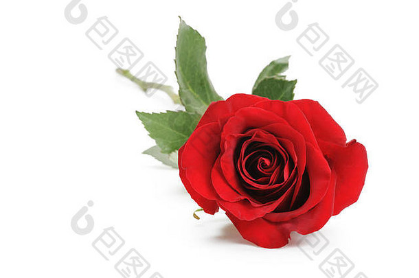 新鲜的红色的玫瑰孤立的白色背景
