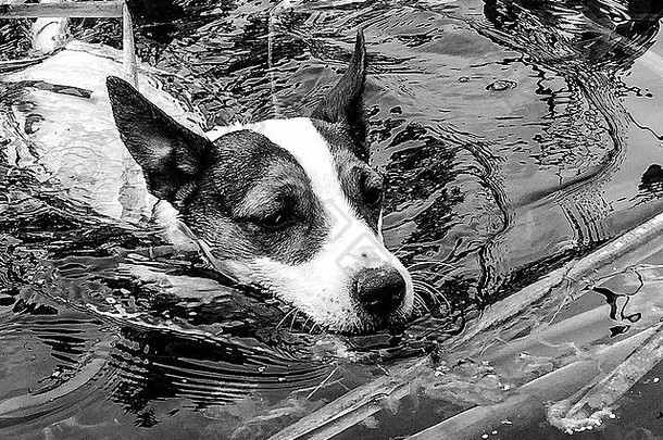 狗游泳湖黑色的白色