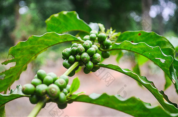<strong>绿</strong>色咖啡豆子种植园加纳非洲象牙海岸的边境