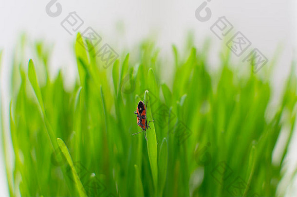 新鲜的绿色草水滴和火虫