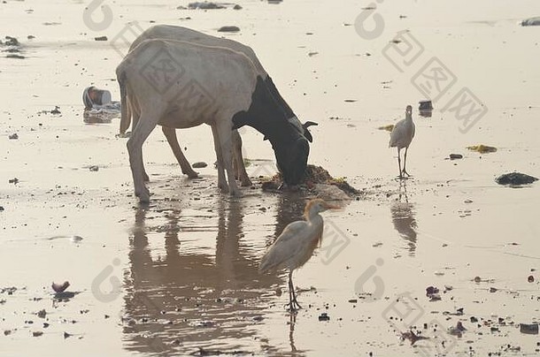 羊翻垃圾约夫海滩人口众多的沿海附近达喀尔塞内加尔