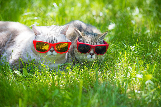 猫穿太阳镜躺草阳光明媚的一天