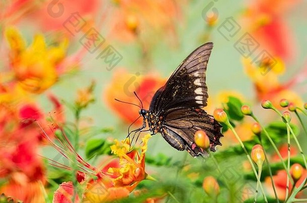 金丝燕尾服蝴蝶喂养骄傲巴巴多斯树阳光明媚的一天自然照明