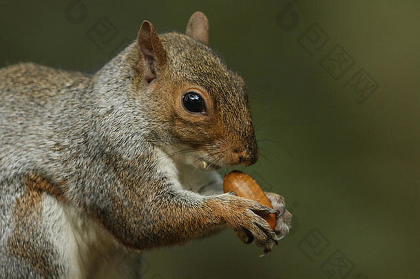 灰色松鼠北美有害无益吃橡子