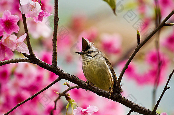 台湾yuhina吸引蜂蜜粉红色的樱桃花朵树森林yuhina肱二头肌