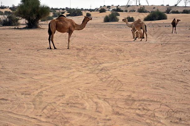 骆驼<strong>迪拜</strong>沙漠一天<strong>迪拜</strong>曼联阿拉伯阿联酋航空公司