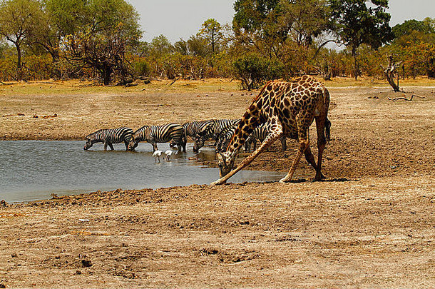 水潭Safari场景野生动物鸟喝野生动物非洲斑马长颈鹿琵鹭黑色的长翅膀的高跷
