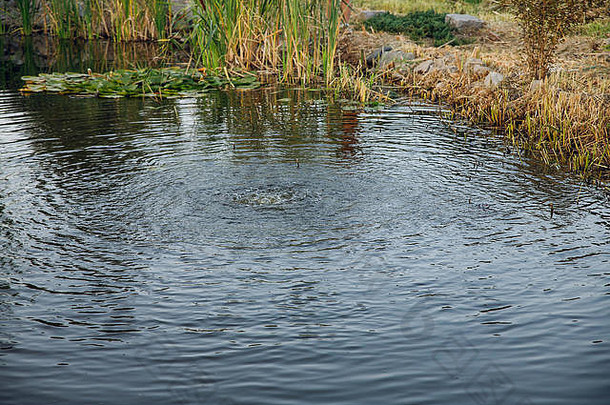 野生池塘水自然