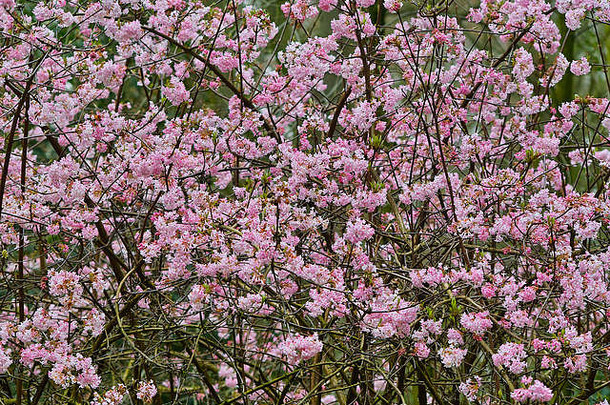 粉红色的盛开的灌木丰富花箭木“黎明”早期春天荚莲属的植物bodnantense努公园不来梅德国