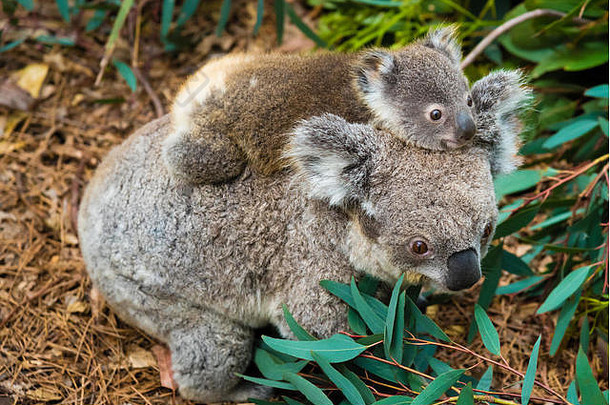 澳大利亚考拉熊本地的动物婴儿回来