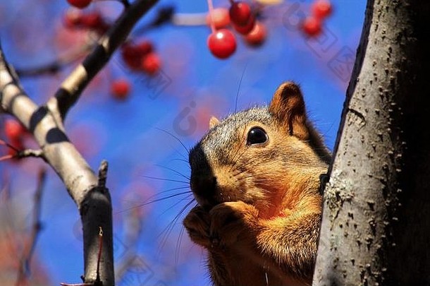 堪萨斯狐狸尾巴松鼠吃红色的浆果特写镜头
