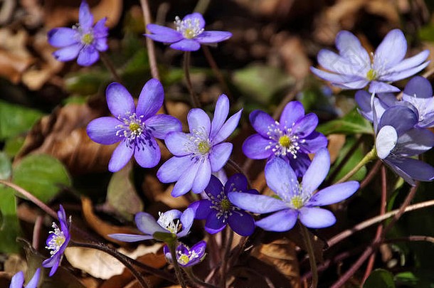勒伯布鲁姆兴春天蓝色的Hepatica诺比利斯花盛开的春天