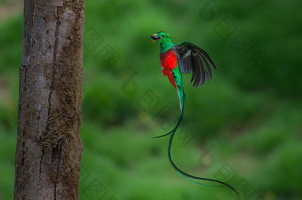 飞行quetzal云森林科斯塔黎加