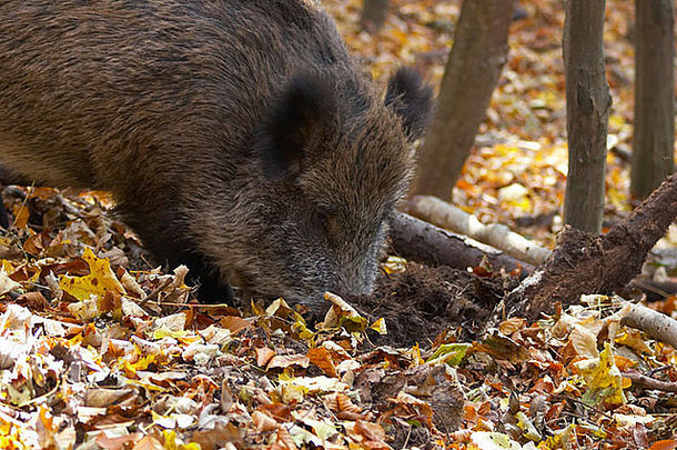 野生猪搜索森林土壤吃