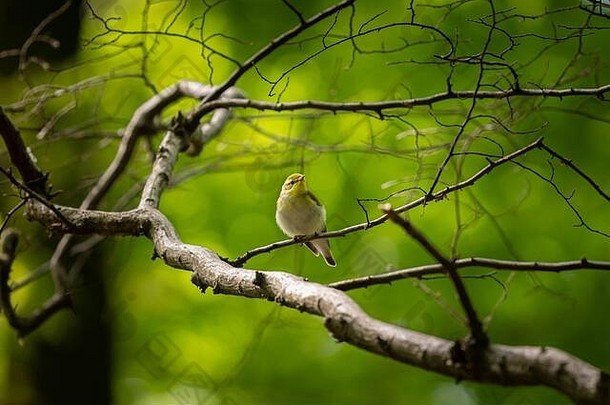 木莺坐着小嫩枝落叶森林春天