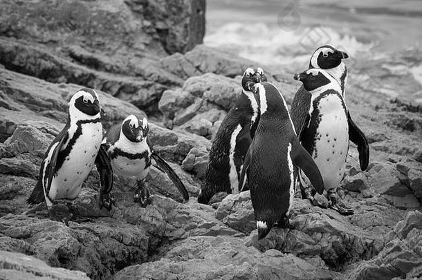企鹅海滩角小镇南非洲