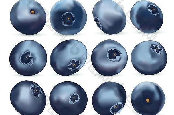 成熟的新鲜的蓝莓白色背景新鲜选蓝莓丰富的维生素有机浆果甜蜜的蓝莓浆果关闭图标集现实的插图